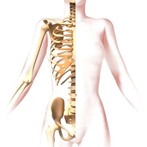 Anatomy of female body with skeleton, stylized look