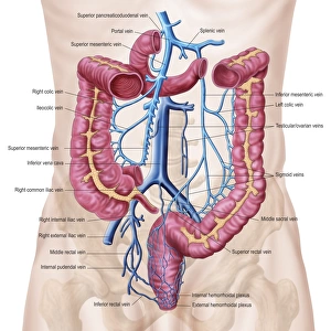 Anatomy of human abdominal vein system