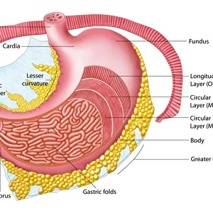 Anatomy of the human stomach