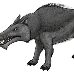 Andrewsarchus, an ungulate mammal from the Eocene epoch