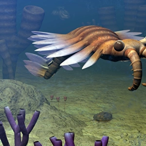 An Anomalocaris explores a Middle Cambrian age ocean floor