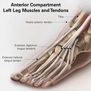 Anterior compartment anatomy of left leg muscles and tendons
