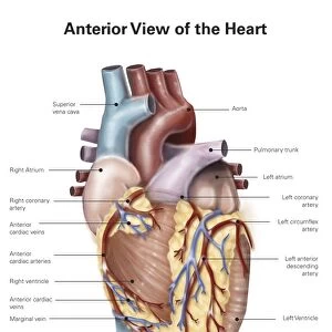 Anterior view of the human heart