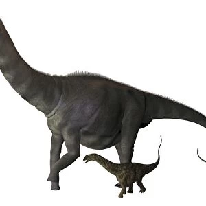 An Argentinosaurus and juvenile