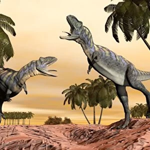Two Aucasaurus dinosaurs fighting in desert