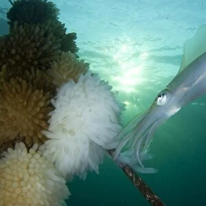 Bigfin reef squid tending eggs along a buoy line, Lembeh Strait, Indonesia