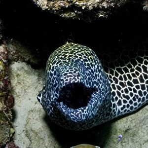 Black and white honeycomb moray eel, Australia