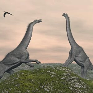 Two Brachiosaurus dinosaurs fighting