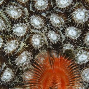 Christmas tree worm on coral, Belize