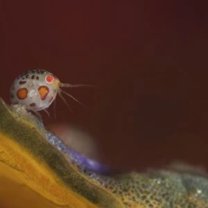 Close-up view of a ladybug amphipod, Cyproidea species