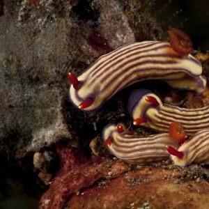 Cluster of Hypselodoris maridadilus sea slugs
