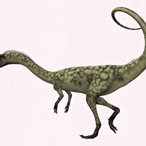 Coelophysis bauri dinosaur from the Triassic Period