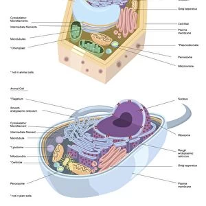Comparative illustration of plant and animal cell anatomy (with labels)