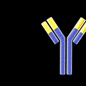 Conceptual image of an antibody