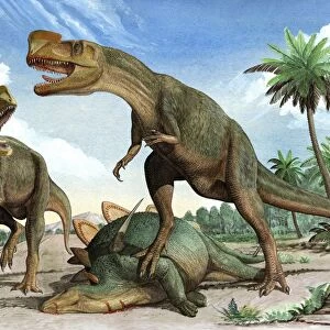 Confrontation between two Kileskus aristotocus dinosaurs over a dead stegosaurid