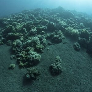 Corals encroach on a black sand slope in Komodo National Park, Indonesia