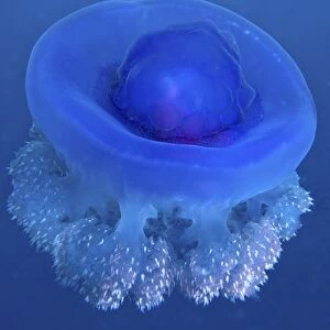 A Crown Jellyfish gently floating off the coast of Fiji