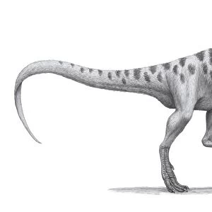 Cryolophosaurus ellioti, a large theropod dinosaur