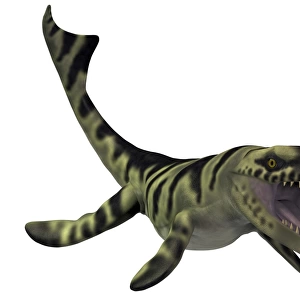 Dakosaurus, white background