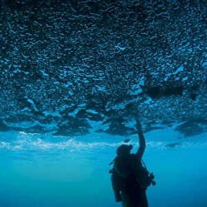 A diver reaches up to touch the ceiling of an undercut, caused by wave erosion