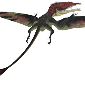 Eudimorphodon was a pterosaur that lived during the Triassic Period