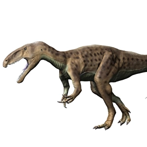 Eustreptospondylus dinosaur