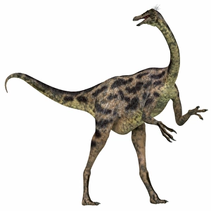 Gallimimus dinosaur