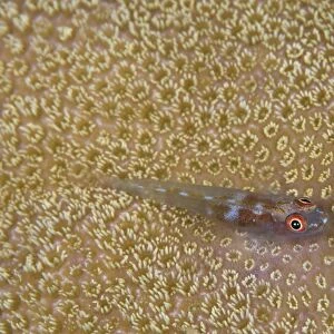 Goby on coral, Australia