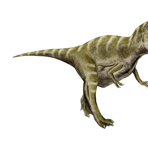 Gorgosaurus dinosaur