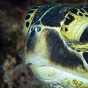 Hawksbill Sea Turtle portrait, Australia