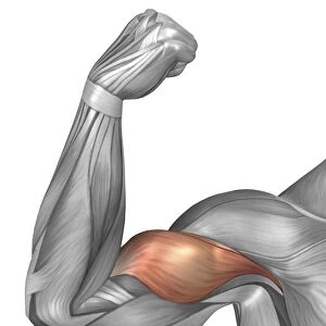 Illustration of a flexed arm showing bicep muscle