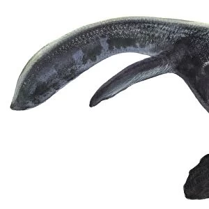 Illustration of a Prognathodon from the prehistoric era