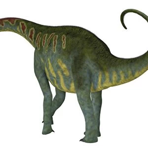 Jobaria dinosaur on white background
