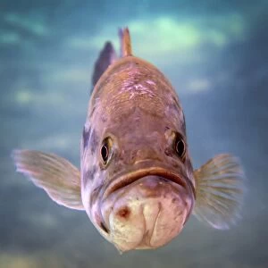 A largemouth bass faces off with the underwater photographer