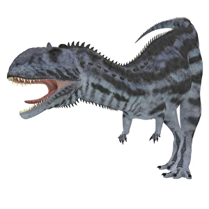 Majungasaurus dinosaur, white background