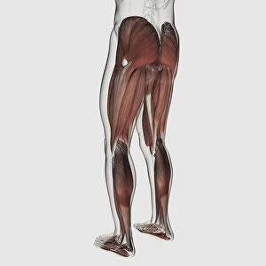 Male muscle anatomy of the human legs, posterior view