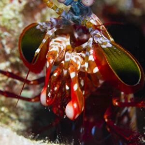 Mantis Shrimp, Australia