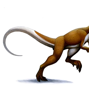 Megapnosaurus, a small dinosaur from the early Jurassic