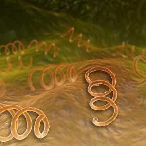 Microscopic view of Syphillis