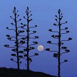 The moon rising between agave trees, Miramar, Argentina