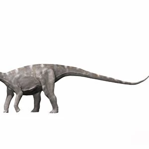 Nigersaurus taqueti, Early Cretaceous of Niger