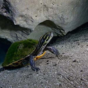 A Peninsula Cooter turtle on the sandy bottom of Morrison Springs cavern