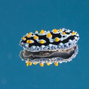 Phyllidia coelestis nudibranch on blue background