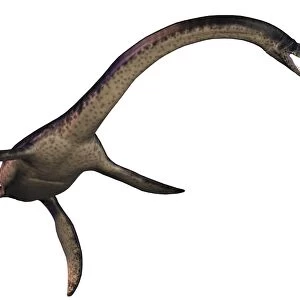 Plesiosaurus, large marine predatory reptile from the Jurassic Era
