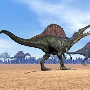 Three Spinosaurus dinosaurs walking in the desert