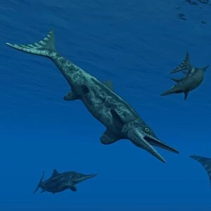 Stenopterygius ichthyosaurs swimming underwater