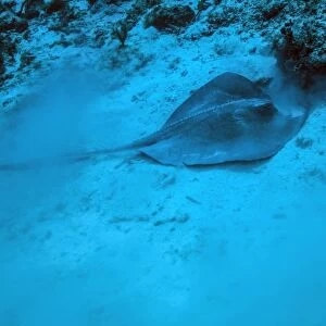 A stingray stirs up the sandy bottom off the coast of Grandy Cayman Island