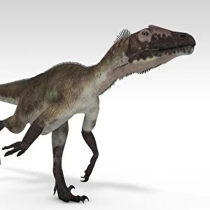 Utahraptor dinosaur, white background