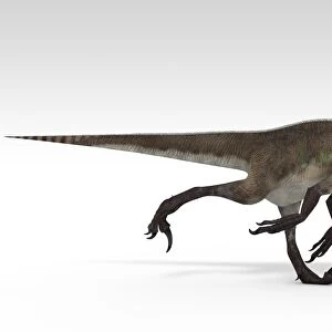 Utahraptor dinosaur, white background