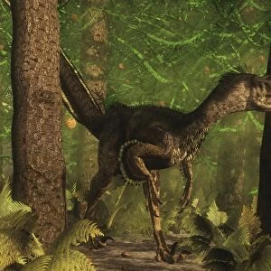 Velociraptor dinosaur stands alert in an Araucaria tree forest